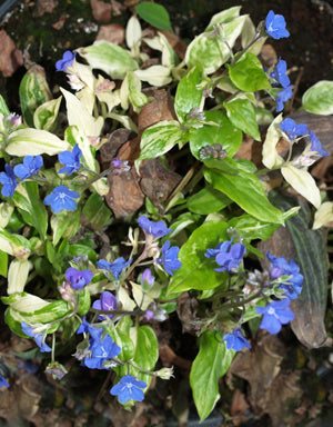 OMPHALODES CAPPADOCICA 'BLUEBERRIES AND CREAM'