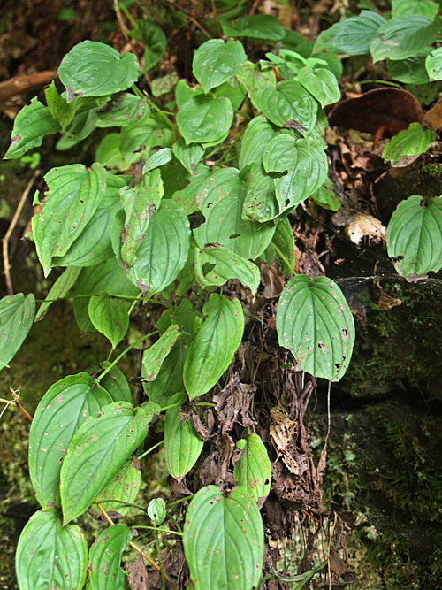 OMPHALODES CAPPADOCICA
