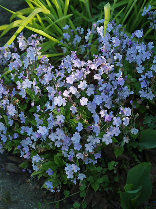 OMPHALODES CAPPADOCICA 'LILAC MIST'