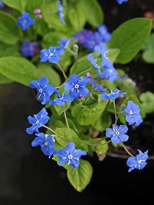 OMPHALODES VERNA