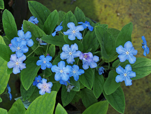 OMPHALODES 'BLUE EYES'