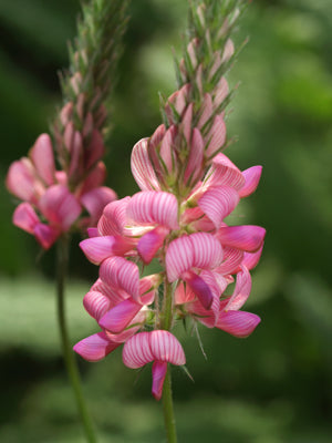 ONOBRYCHYS VICIIFOLIA RCB AM-11