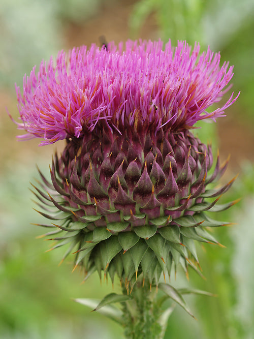 ONOPORDUM ILLYRICUM TQ-32