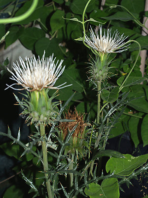 ONOPORDUM ILLYRICUM RCB P-6