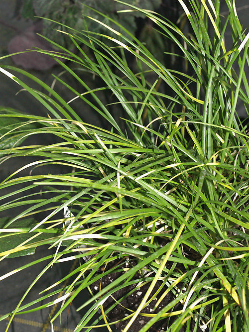 OPHIOPOGON JAPONICUS zebra-striped