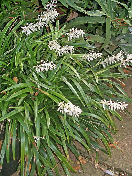 OPHIOPOGON JABURAN 'VITTATUS'
