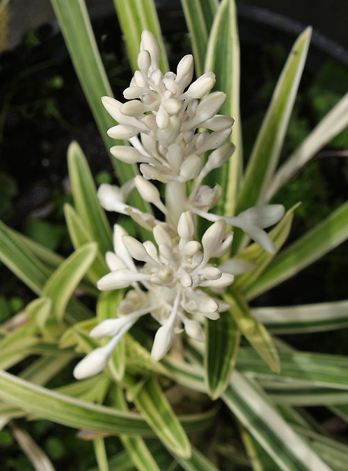 OPHIOPOGON JABURAN variegated