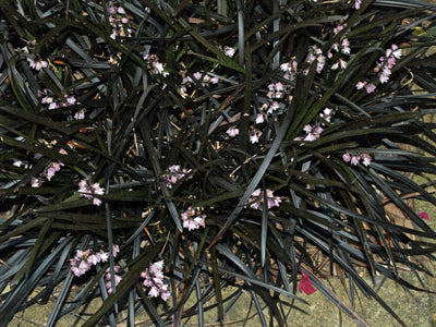 OPHIOPOGON PLANISCAPUS 'NIGRESCENS'