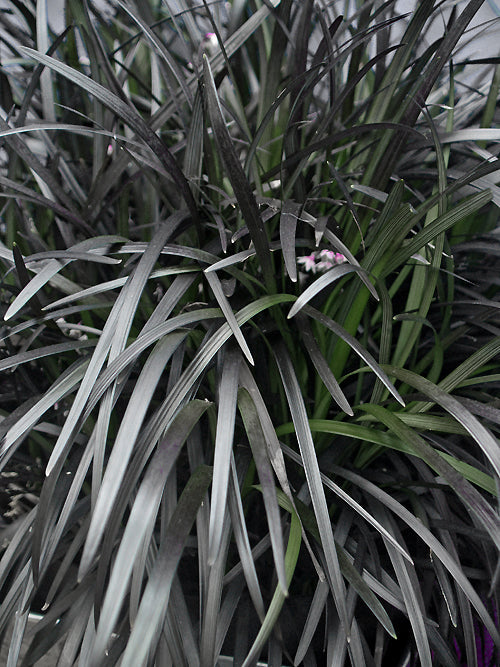 OPHIOPOGON PLANISCAPUS 'BLACK BEARD'