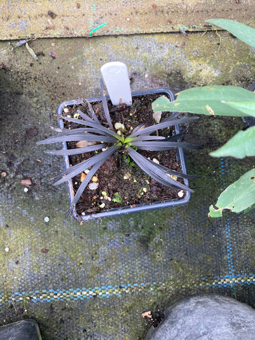 OPHIOPOGON PLANISCAPUS dwarf black
