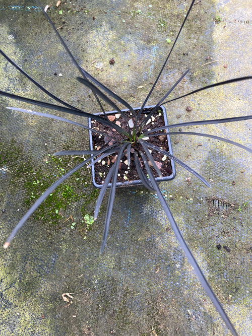 OPHIOPOGON PLANISCAPUS 'HOSOBA KOKURYU'