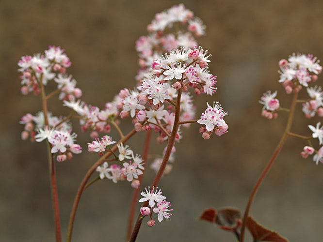 ORESITROPHE RUPIFRAGA