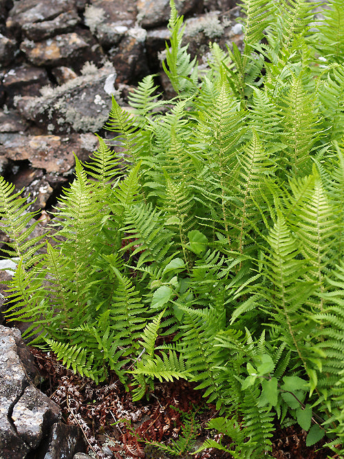 OREOPTERIS LIMBOSPERMA