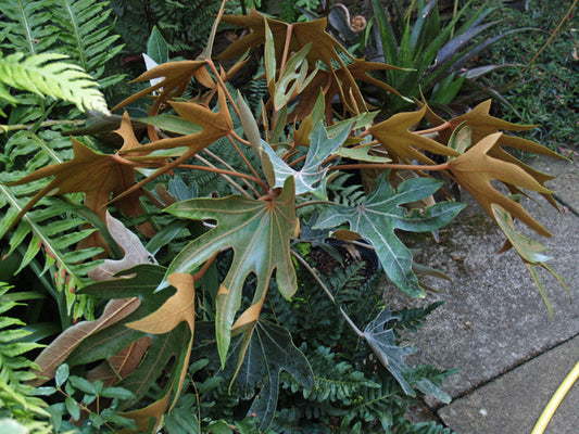 OREOPANAX DACTYLIFOLIUS