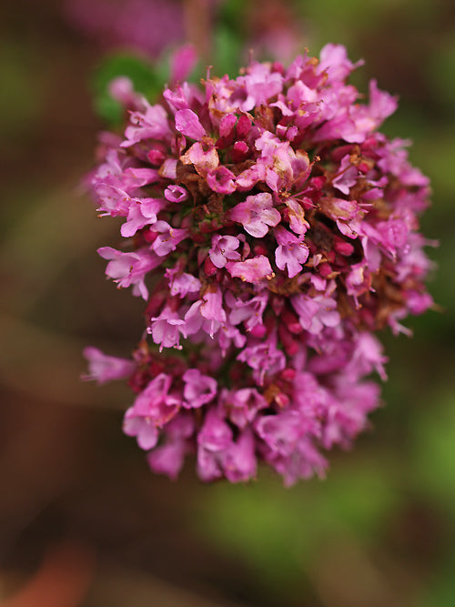 ORIGANUM LAEVIGATUM 'HOPLEY'S'