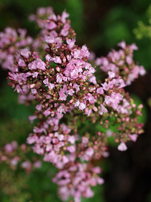 ORIGANUM LAEVIGATUM 'HERRENHAUSEN'
