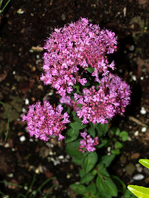 ORIGANUM 'ROTKUGEL'
