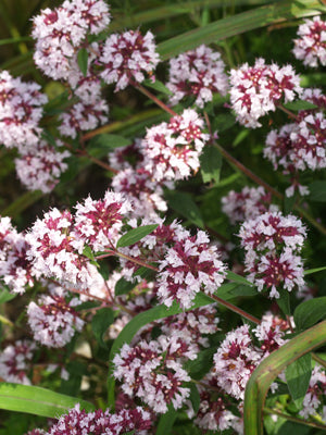 ORIGANUM VULGARE