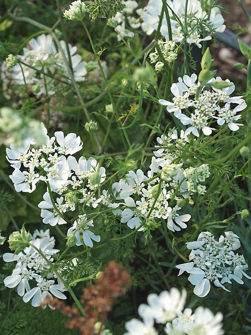 ORLAYA GRANDIFLORA