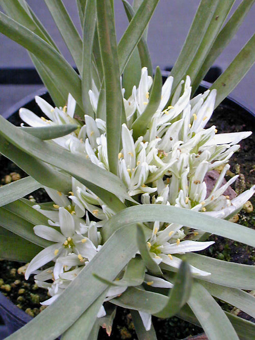 ORNITHOGALUM LANCEOLATUM