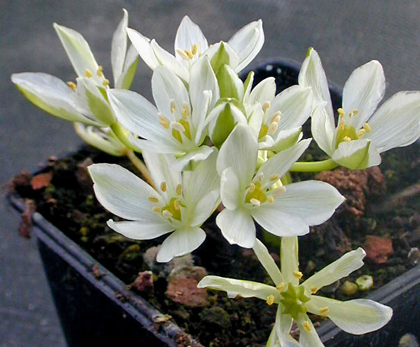 ORNITHOGALUM OLIGOPHYLLUM