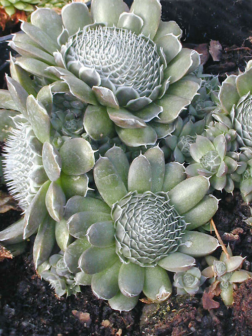 OROSTACHYS SPINOSA