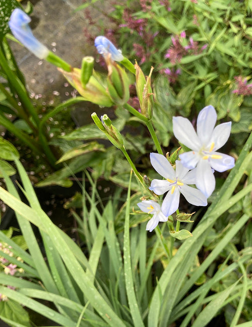 ORTHROSANTHUS POLYSTACHYUS