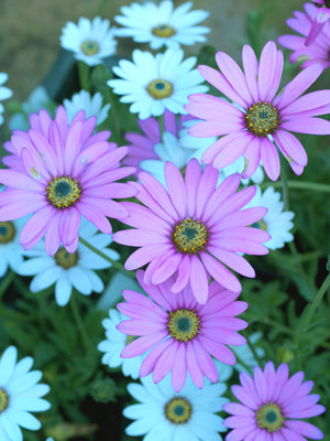 OSTEOSPERMUM JUCUNDUM