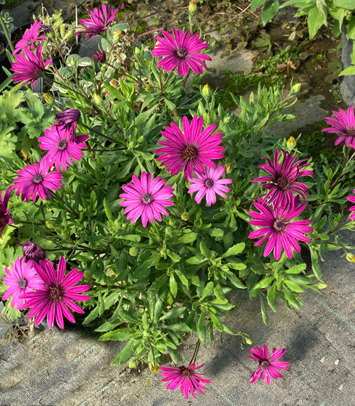 OSTEOSPERMUM 'TRESCO PURPLE'