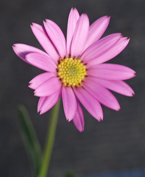 OSTEOSPERMUM JUCUNDUM hardy dwarf seedling