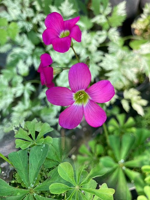 OXALIS MAGNIFICA