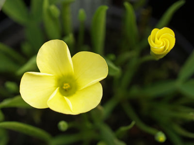 OXALIS NAMAQUANA