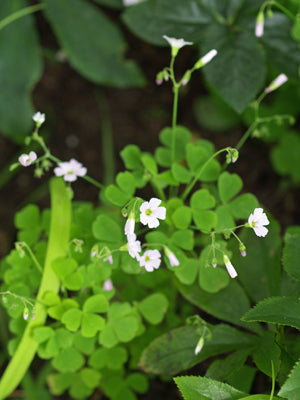 OXALIS annual SP.