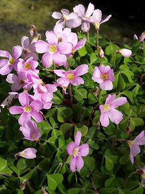 OXALIS OREGANA CLONE 3
