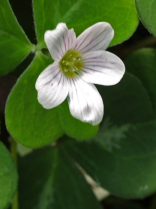 OXALIS OREGANA WHITE FORM