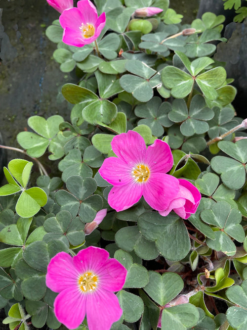 OXALIS OREGANA clone 6