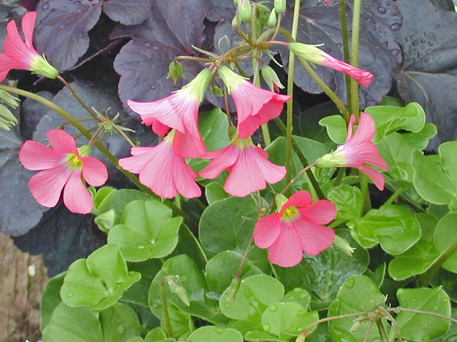 OXALIS SEMILOBA