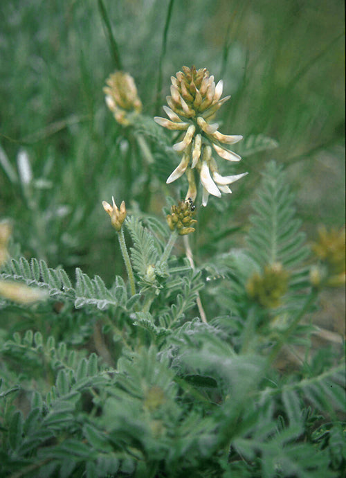 OXYTROPIS PURPUREA