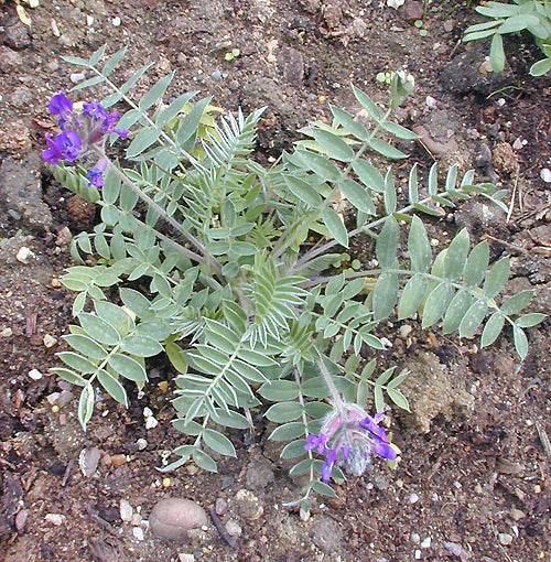 OXYTROPIS SP.