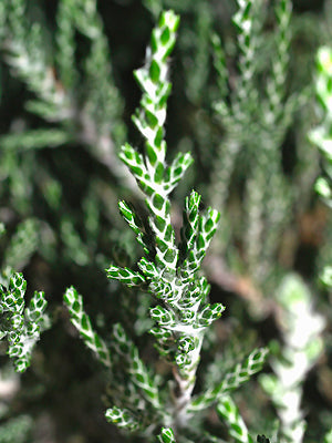 OZOTHAMNUS SELAGO