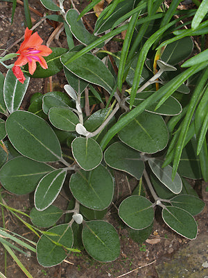 PACHYSTEGIA INSIGNIS
