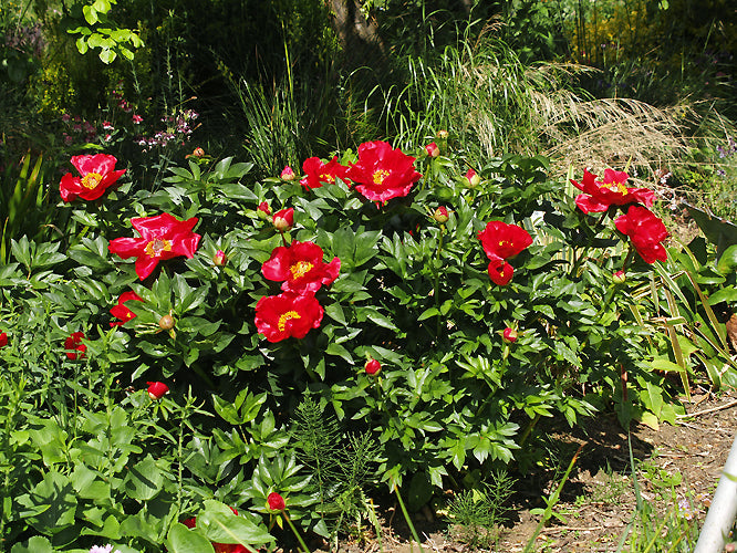 PAEONIA 'BLAZE'