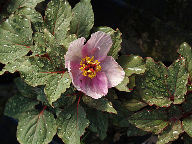 PAEONIA CAMBESSEDESII