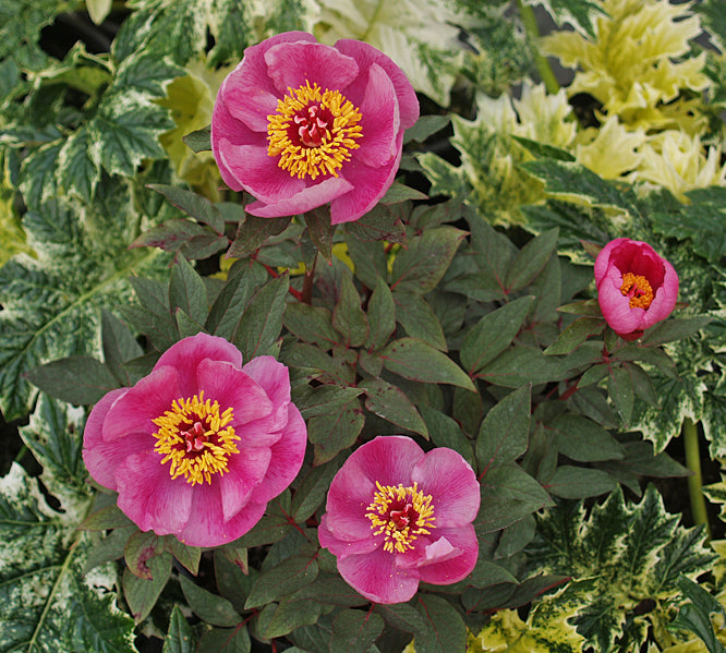 PAEONIA CAMBESSEDESII high altitude collection