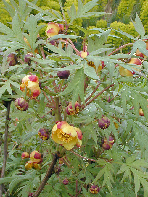 PAEONIA DELAVAYI POTANINII group