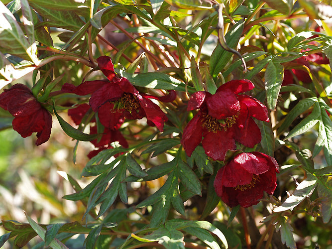 PAEONIA DELAVAYI