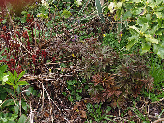 PAEONIA 'EARLY SCOUT'