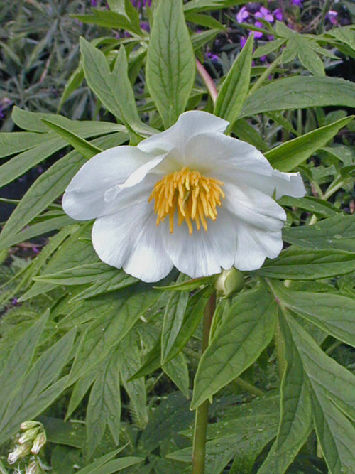 PAEONIA EMODI