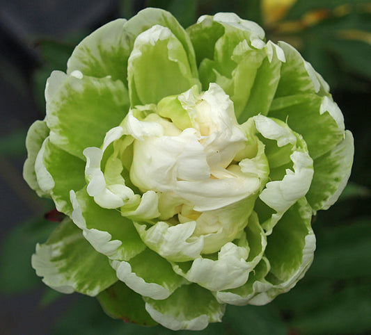 PAEONIA 'GREEN HALO'