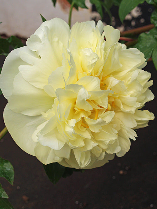 PAEONIA 'LEMON CHIFFON'